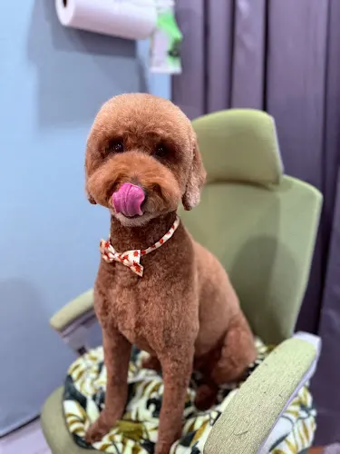 The Dapper Dog Grooming Salon LLC - Image 1