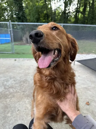 Tanks Place Dog Boarding & Daycare - Image 1