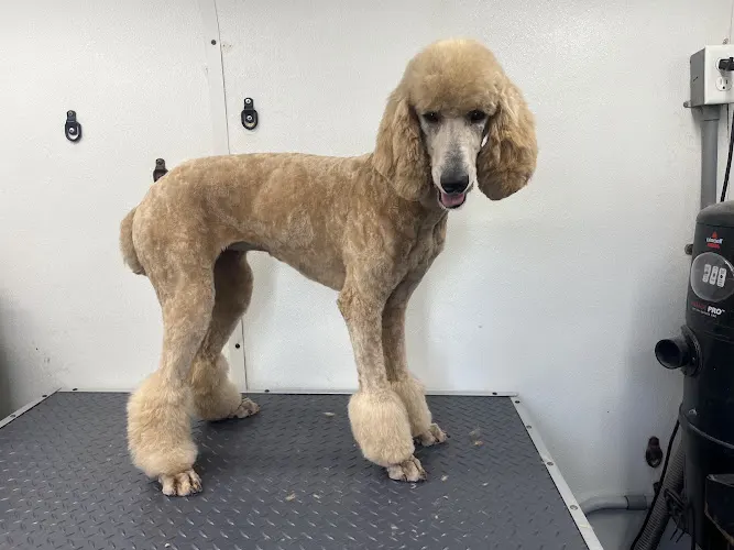 Lenny's Place Mobile Grooming - Image 1