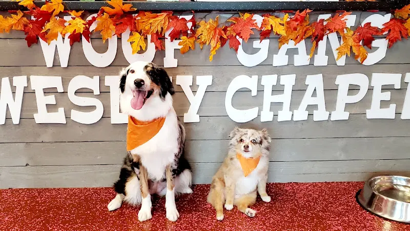 Woof Gang Bakery & Grooming Wesley Chapel - Image 1