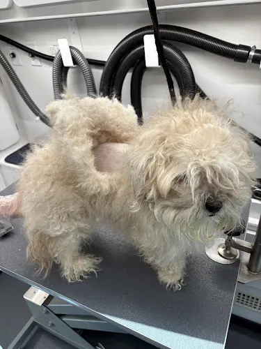In Style Mobile Dog Spa - Image 1
