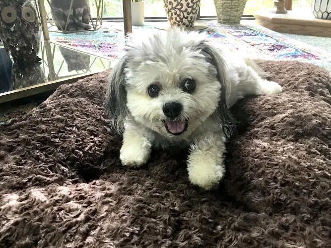 Pinky's Dog House - Image 1