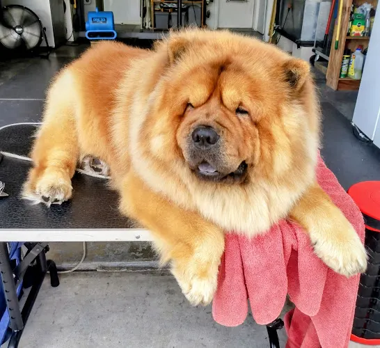 Sudsy Buttz Mobile Dog Grooming - Image 1