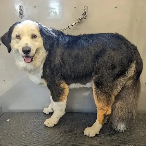 Shaggy Shepherd Mobile Grooming - Image 1