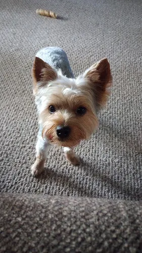 Eve's Elegant Mobile Dog Grooming - Image 1