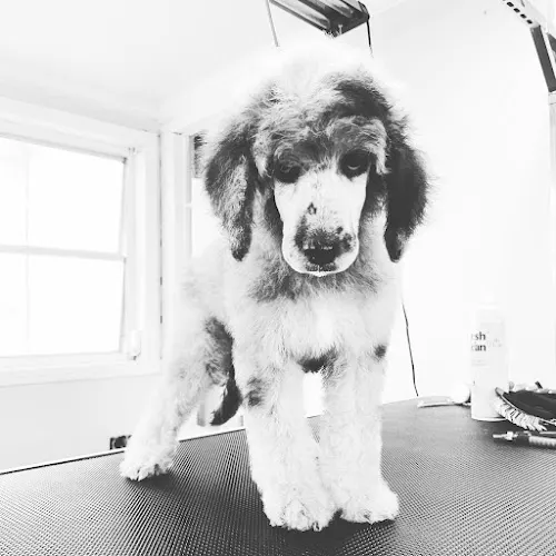 Right way Mobile Pet Grooming in Lexington, SC