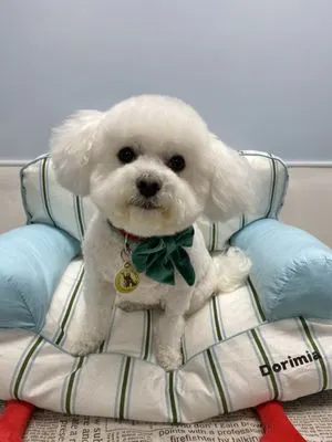 Canine Custom Cuts - Image 1