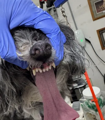 Alexzaida’s Grooming - Limpieza Dental Para Perros Pequeños Sin Anestesia - Grooming Profesional - Image 1