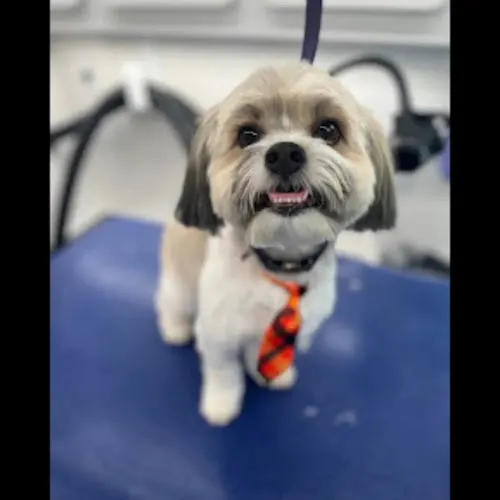 Thrifty Mobile Pet Grooming - Image 1