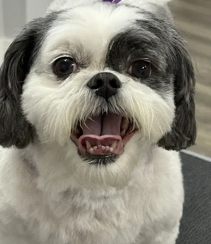 K-9 Kuts - Image 1