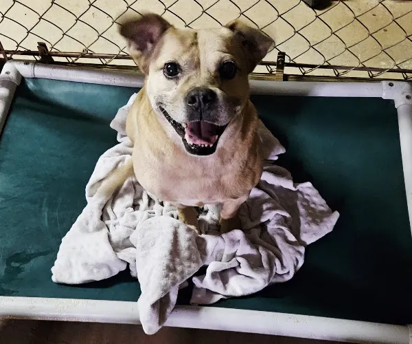 Countyline Bed & Biscuit, Boarding and Grooming - Image 1