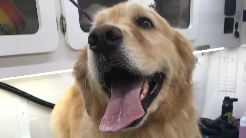 Mr. Groomer Mobile - Image 1