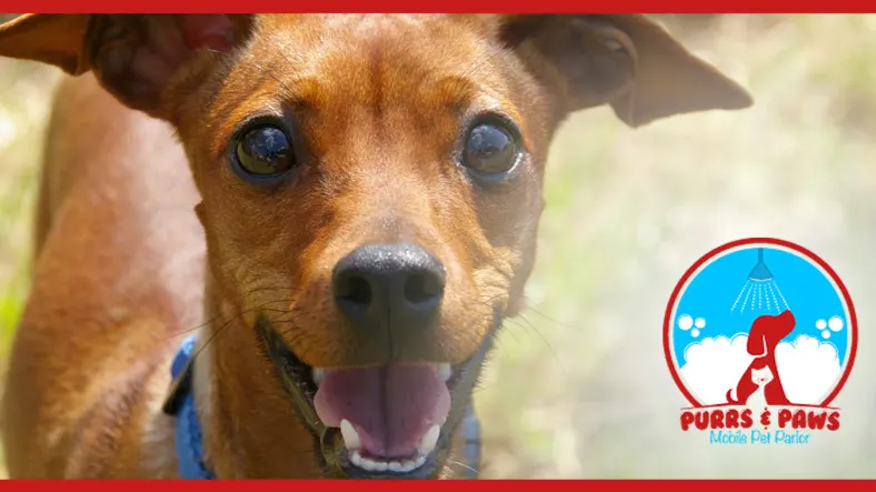 Doggy Stylz Mobile Pet Spa - Image 1