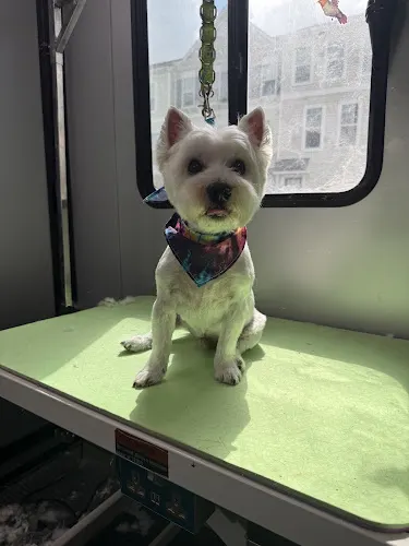 MudPuppies Mobile Dog Grooming - Image 1