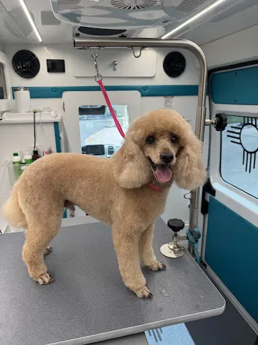 Enchanted paws mobile grooming - Image 1
