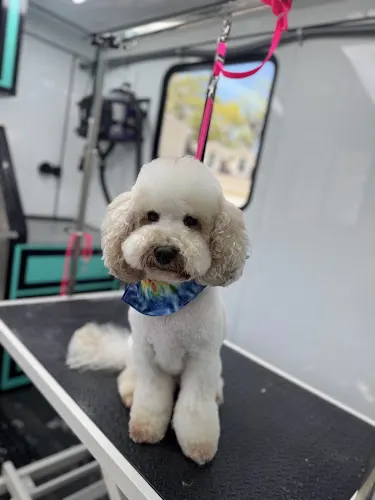 Pawfectly Clean Mobile Grooming - Image 1