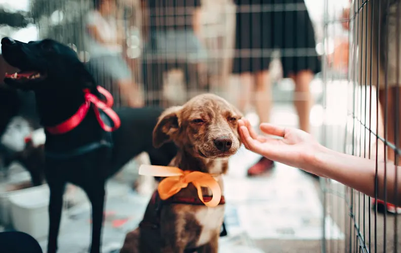 Mobile Pet Groomers of Austin - Image 1