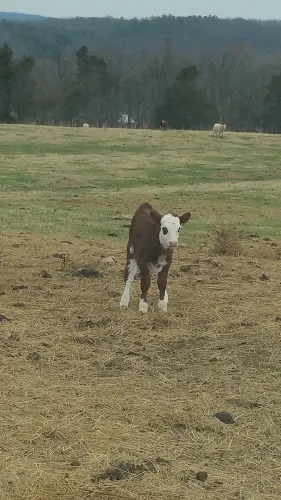 Edelweiss Farm - Image 1