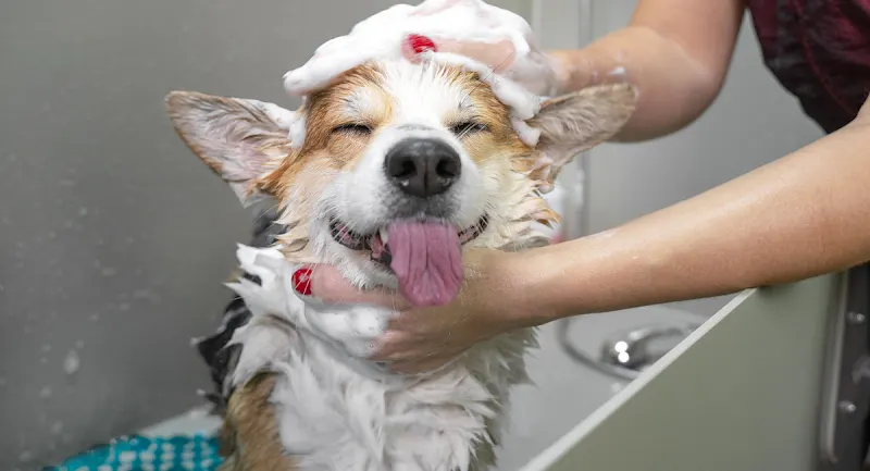 My Mobile Dog Groomer - Image 1