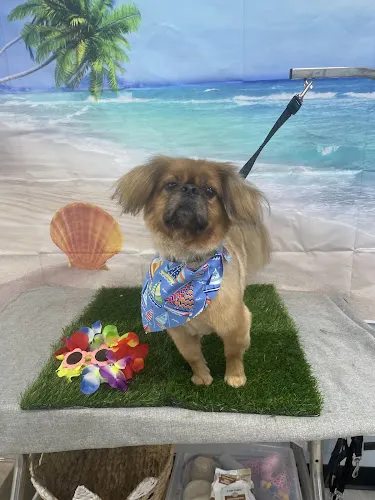 For The Love Of Dogs Pet Boutique & Grooming - Image 1