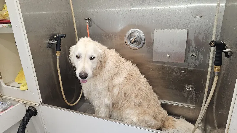 Chasin tails pet grooming in Bakersfield, CA