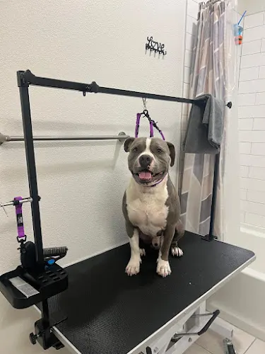 Cuddles & Cuts – In-Home Dog Grooming in Georgetown, TX