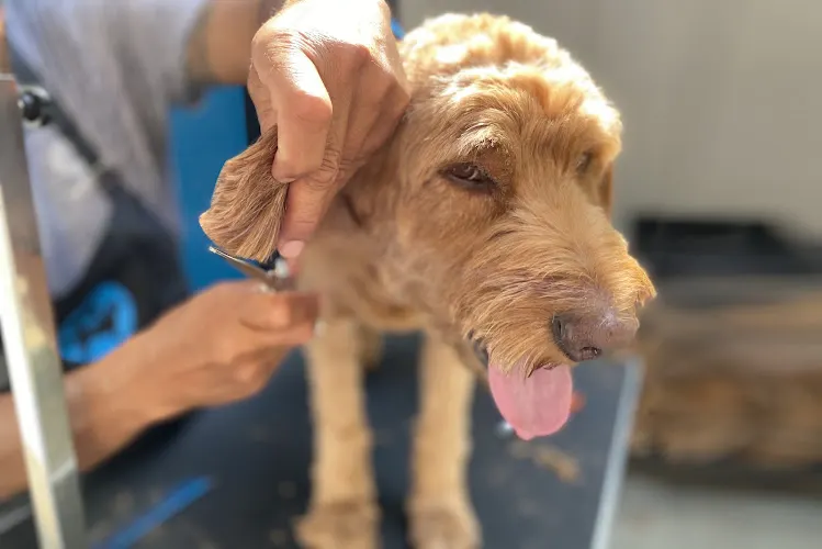 Petpura Mobile Pet Grooming - Image 1