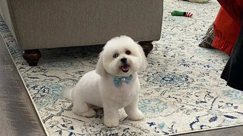 Clip N Clean Mobile Pet Grooming - Image 1