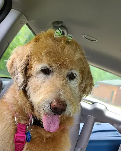 River Road Pet Grooming - Image 1