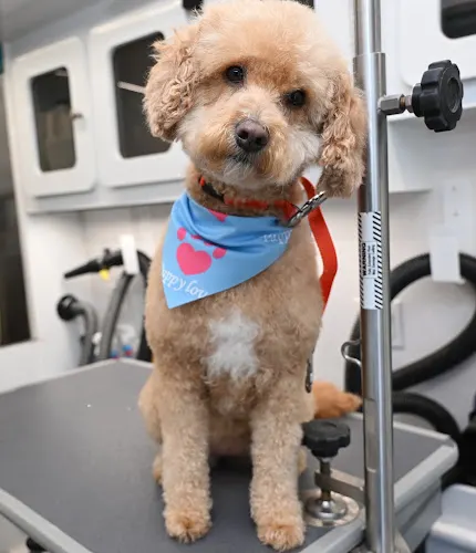 Paw Zone Mobile - Sonoma County - Image 1