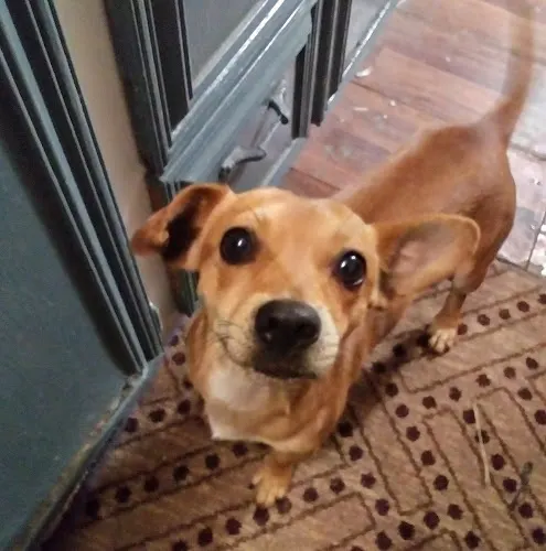 PetPALS - Image 1