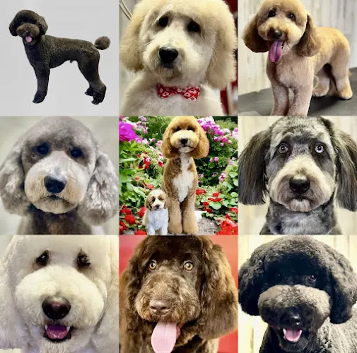 Georgia Grooming Spa and Dog Training Center - Image 1