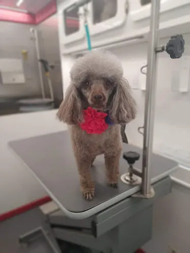 Humanity Over Vanity Mobile Dog Grooming LLC - Image 1