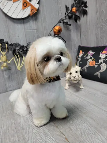 GroomLeeta - Image 1
