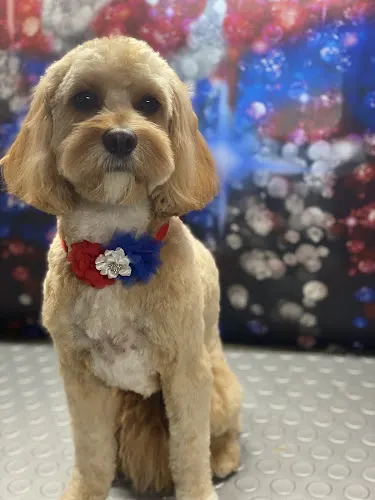 Glow Up Mobile Pet Styling - Image 1