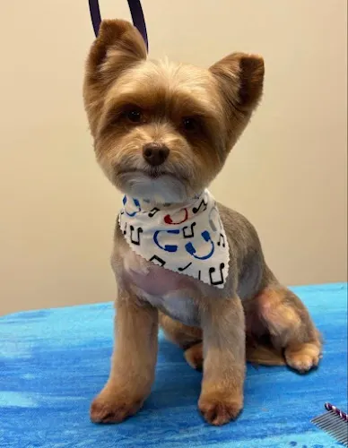 The Paw Salon - Image 1