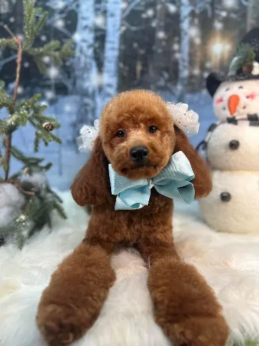 Furever Bonita Pet stylist - Image 1