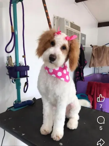 Marshall Dog Grooming - Image 1