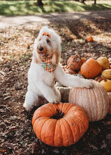 Heather's Doggie D'Tails - Image 1