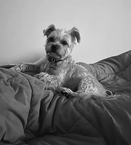 Pooch Caboose Mobile Dog Grooming - Image 1