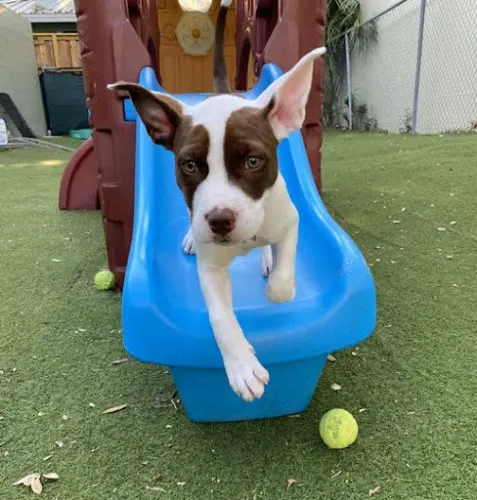 Little Wolfe's Pet Resort in Winter Haven, FL