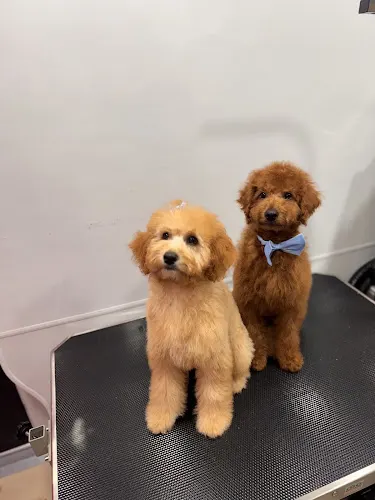Paw & Order Mobile Grooming LLC - Image 1