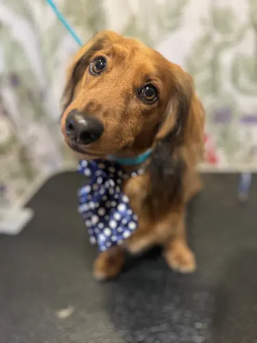 Live Love Groom - Image 1