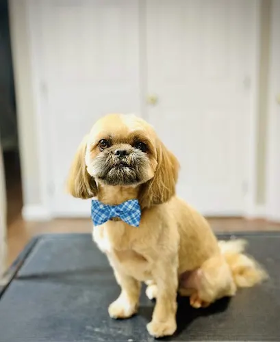 Julie’s Dog Grooming - Image 1