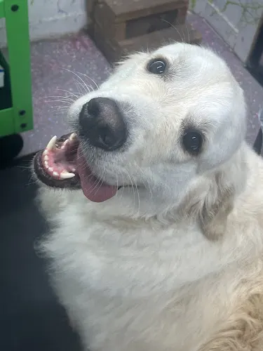 Southern Bell's Mobile Grooming - Image 1