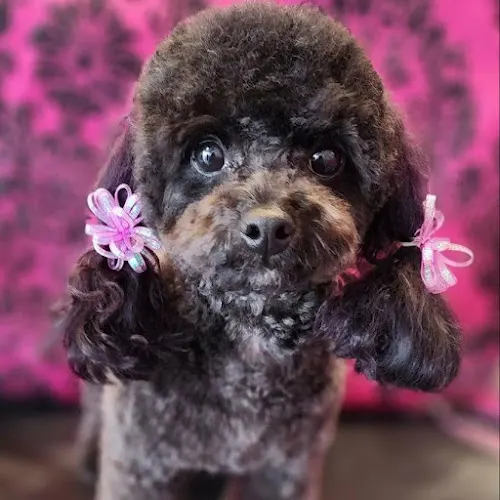 Pop Up Paws - Image 1