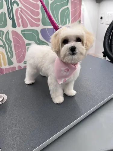 Fur The Love Mobile Grooming in Shady Shores, TX
