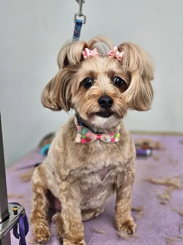 Bark N Roll Dog Grooming in Sayville, NY