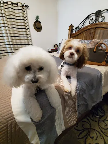 Mobile Doggie Den Grooming in Albuquerque, NM