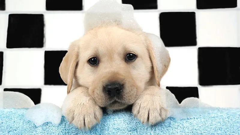 Sugar Paws Mobile Pet Spa - Image 1